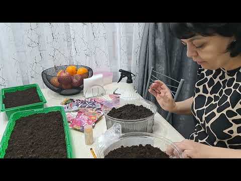 Видео: Сделала БОЛЬШОЕ ДЕЛО//к ТЁЩЕ НА блины