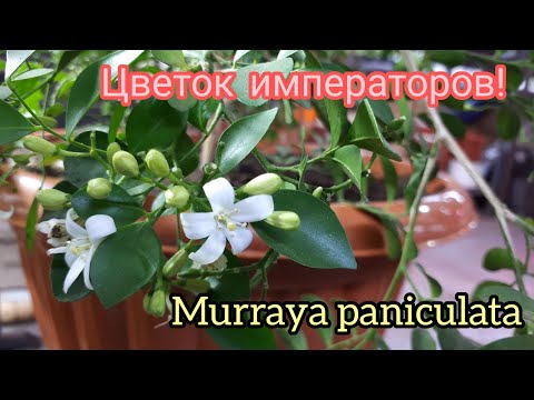 Видео: Мурайя метельчатая. Мой опыт выращивания.