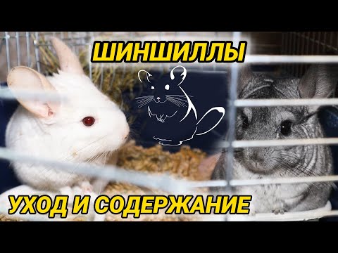 Видео: Шиншиллы - уход и содержание. Как ухаживать за шиншиллой в домашних условиях
