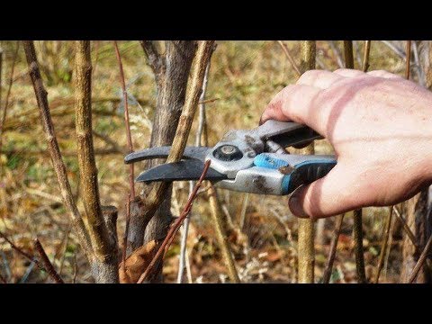 Видео: Заготівля живців для щеплення - коли різати та де зберігати