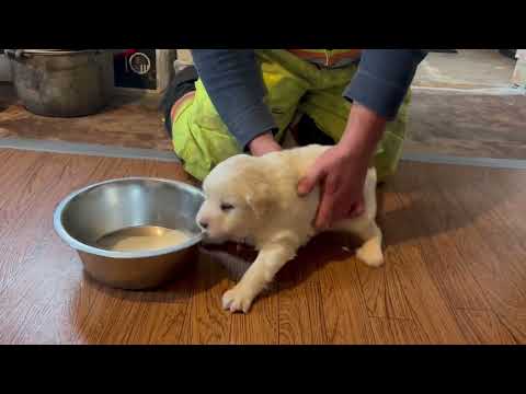 Видео: Канадский фермер - 115