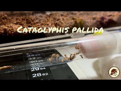 Видео: РАСПАКОВКА CATAGLYPHIS PALLIDA + небольшой обзор всех колоний