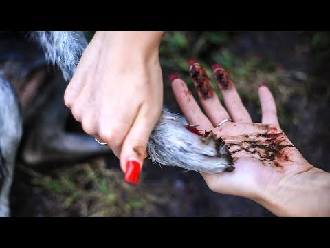 Видео: УРА! 300 000 ПОДПИСЧИКОВ! КРОВАВАЯ ТРАВМА У ЩЕНКА В РЕКЕ