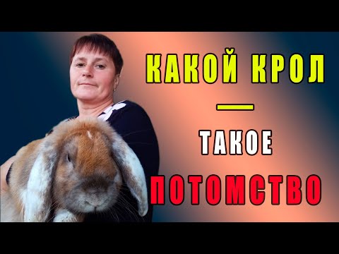 Видео: Какой крол - такое потомство