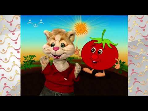 Видео: Утро в Шишкином Лесу. Зимний сад. Помидор