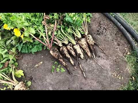 Видео: Убрали пастернак, корневую петрушку, корневой сельдерей, итоги сезона.