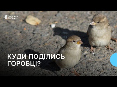 Видео: «Останній раз бачили в квітні». Горобець став птахом року через скорочення популяції