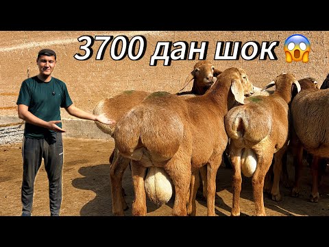 Видео: 300 дона қирғизистон қўчқорлари 🔥шок😱 нархларда