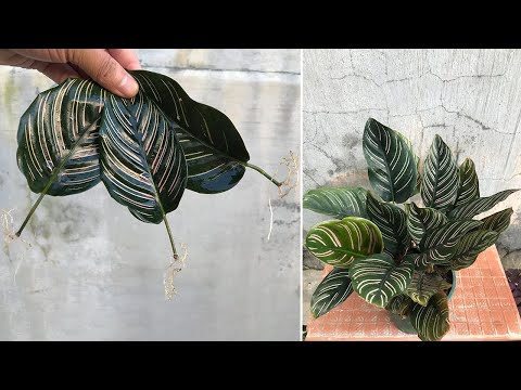 Видео: Размножение Calathea ornata листьями на удивление эффективно