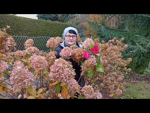 Видео: ОБРЕЗАЛА ГОРТЕНЗИИ , САЛАТ /РЕЦЕПТ 👌🙋🍁🍂🍁🍂🍁🍂
