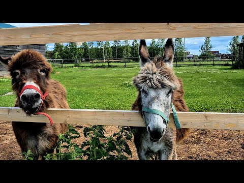 Видео: Парк Отель на Ферме.🐎🫏🐫🪿.