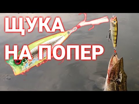 Видео: ЩУКА на ПОПЕР. Як ловити щуку на мілині. Ловля ЩУКИ на Спінінг.