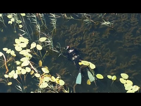 Видео: ПОДВОДНАЯ ОХОТА С БРАТЬЯМИ " ПУЗО-ТЁРКА ". Крупный Линь, Щука, Лещ, Окунь.