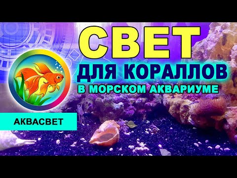 Видео: В вашем аквариуме натуральные живые морские или искусственные кораллы? Вам точно нужен этот свет!