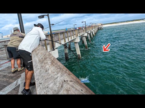 Видео: Редкий улов рыбака на этом пирсе в заливе! *Все сейчас пытаются его поймать*