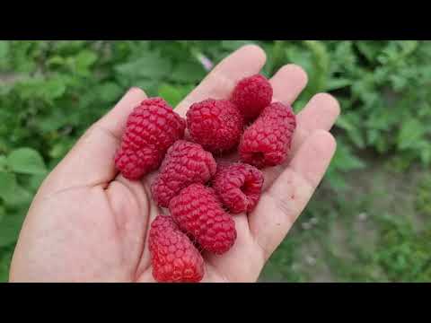 Видео: Малина Пшехиба, первые ягоды.