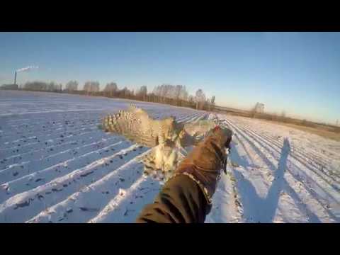 Видео: зайцы 2018 и  ястреб.