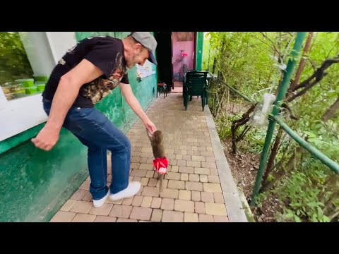 Видео: Люся возвращается из Детского садика домой с Владом ЗА РУЧКУ)))