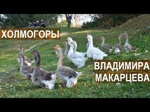 Видео: Холмогорские гуси Владимира Макарцева