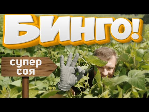 Видео: ВНИМАНИЕ! Соя! Побеждает тот, у кого Бинго от @betaren_ru !!!