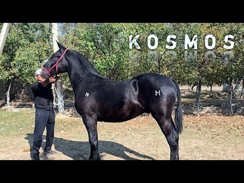 Видео: КОСМОС ЛАКАБЛИ ОТ СОТИЛАДИ..#otbozor  #horse #otlar #Rek #Ot