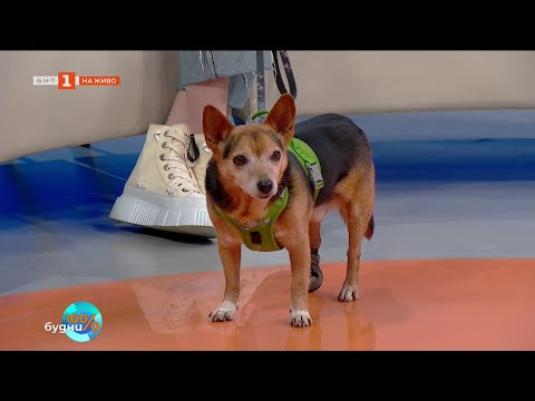 Видео: Какво ни казват навиците на кучетата за самите нас?