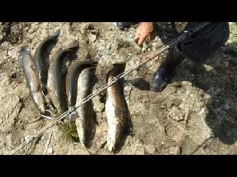 Видео: Змееголов на искусственную лягушку, закрытие сезона 2019