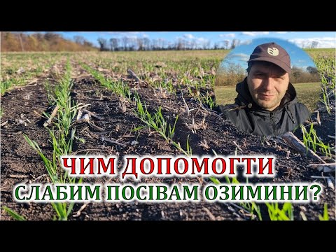 Видео: Чим допомогти слабим посівам озимини?