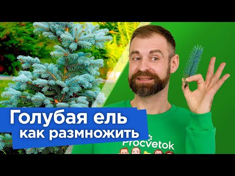 Видео: Как вырастить ГОЛУБУЮ ЕЛЬ ИЗ ВЕТОЧКИ? Самый простой и действенный способ размножения голубой ели