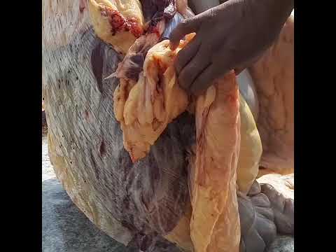 Видео: Орманшы ұрпақтарының алғашқы құрылтайы! 3 бөлім.