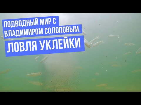 Видео: Ловля уклейки \ Подводный мир с Владимиром Солоповым