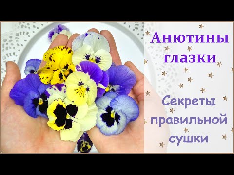 Видео: АНЮТИНЫ ГЛАЗКИ || Как засушить анютины глазки? How to dry a viola?