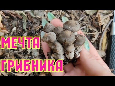 Видео: Рядовка скрученная и другие грибы. Рулет из скумбрии с рядовками.