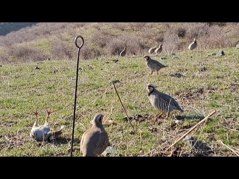 Видео: охота кеклик  тулба