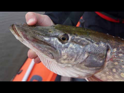 Видео: Бешеные осенние щуки. Вот это рыбалка!!!