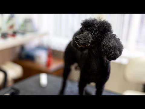 Видео: Стрижка пуделя на лето.