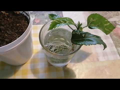 Видео: Как размножить Гибискус.