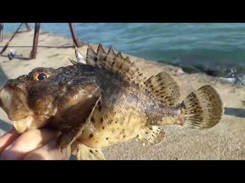 Видео: Рыбалка на Чёрном море с берега. Ловля морского карася и скорпены