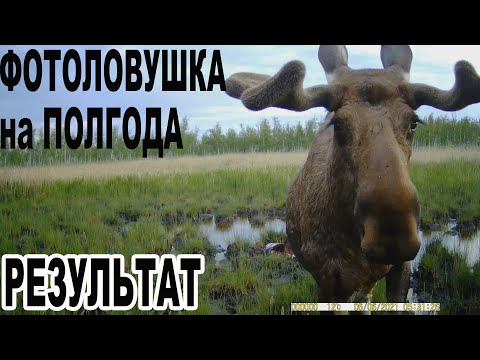 Видео: Фотоловушка на полгода Результат