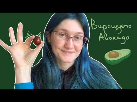 Видео: Як виростити Авокадо 🥑