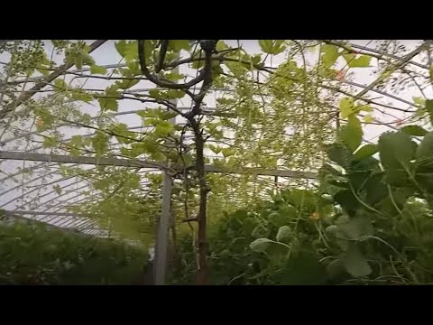 Видео: 3 действия, которые нужны винограднику в апреле