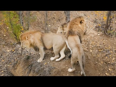 Видео: Борьба за новый рубеж! Кто короли оврагов? Львы. Тайган. Lions life in Taigan.