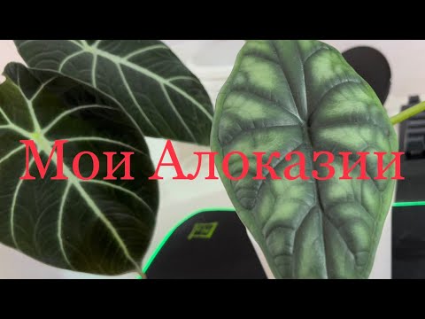 Видео: Мои Алоказии 😃 наблюдения и мой уход