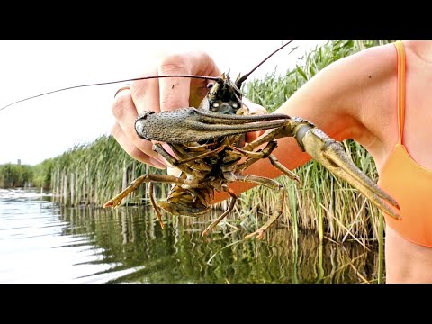 Видео: Нырнул а там ВСЕ ДНО В РАКАХ!!!Охота на речных монстров!