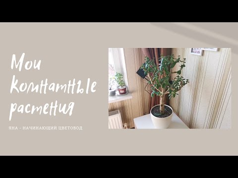 Видео: Мои комнатные растения. Обзор суккулентов, фикусов и других