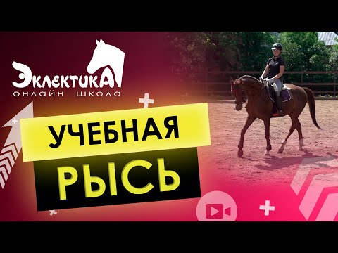 Видео: Как сидеть на учебной рыси? Конный спорт.