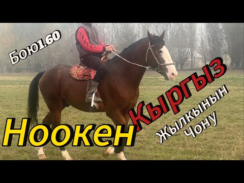 Видео: Кыргыз жылкынын чону Ноокенден чыкты