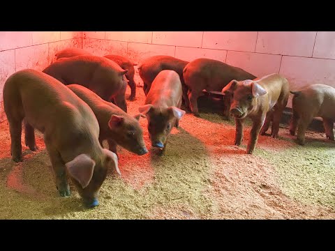Видео: Поросята дюрок ,кантор,Durok breed Pietren