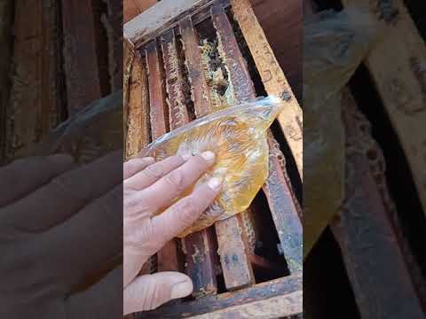 Видео: Кышкыга кошумча тамак беруу