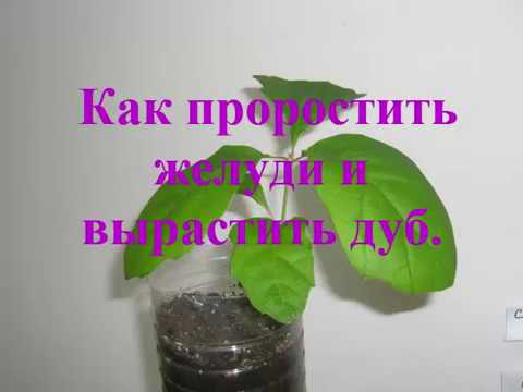 Видео: Как вырастить Дуб из желудя Размножение Проращивание Уход How to grow an oak from an acorn